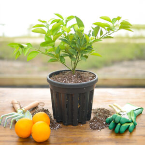 Valencia Orange Tree