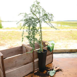 Australian Finger Lime Tree
