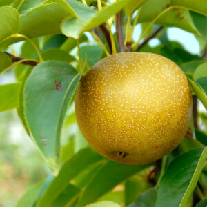 20th Century Asian Pear Tree