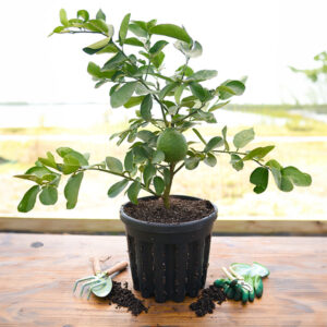 Ponderosa Lemon Tree
