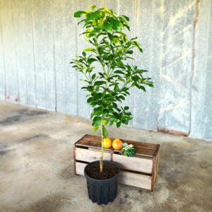 Ruby Red Grapefruit Tree