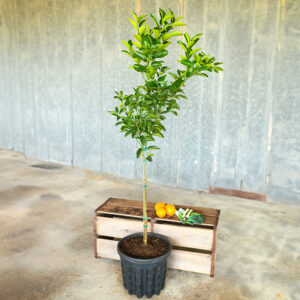 Murcott Honey Tangerine Tree