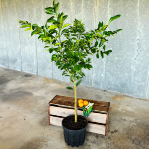 Red Navel (Cara Cara) Tree