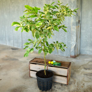 Pink Variegated Lemon Tree