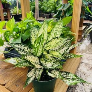 Aglaonema Snow White