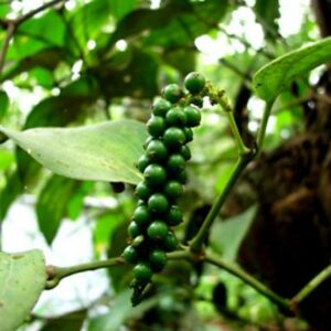 Black Pepper Plant