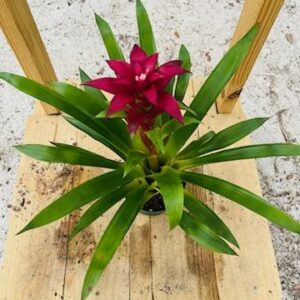 Bromeliad – Guzmania