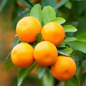Brown Select Satsuma Tree