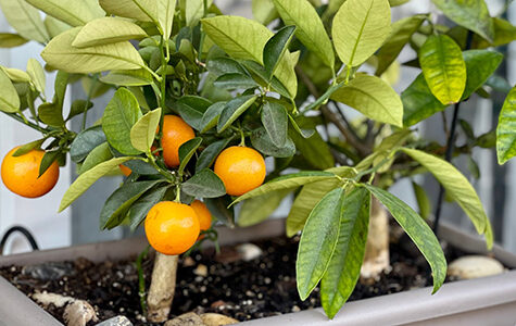 calamansi vs kumquat - yarden