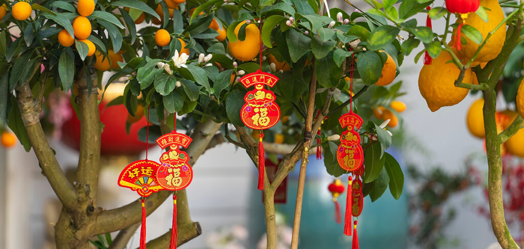 calamondin chinese new year - lucky calamondin for sale
