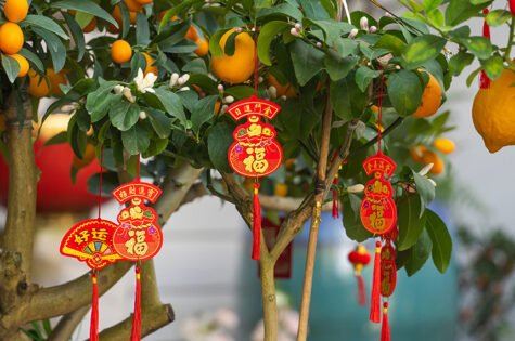 calamondin chinese new year - lucky calamondin for sale