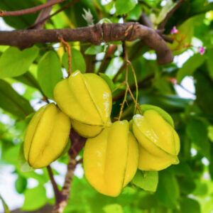 Carambola (Star Fruit) Tree