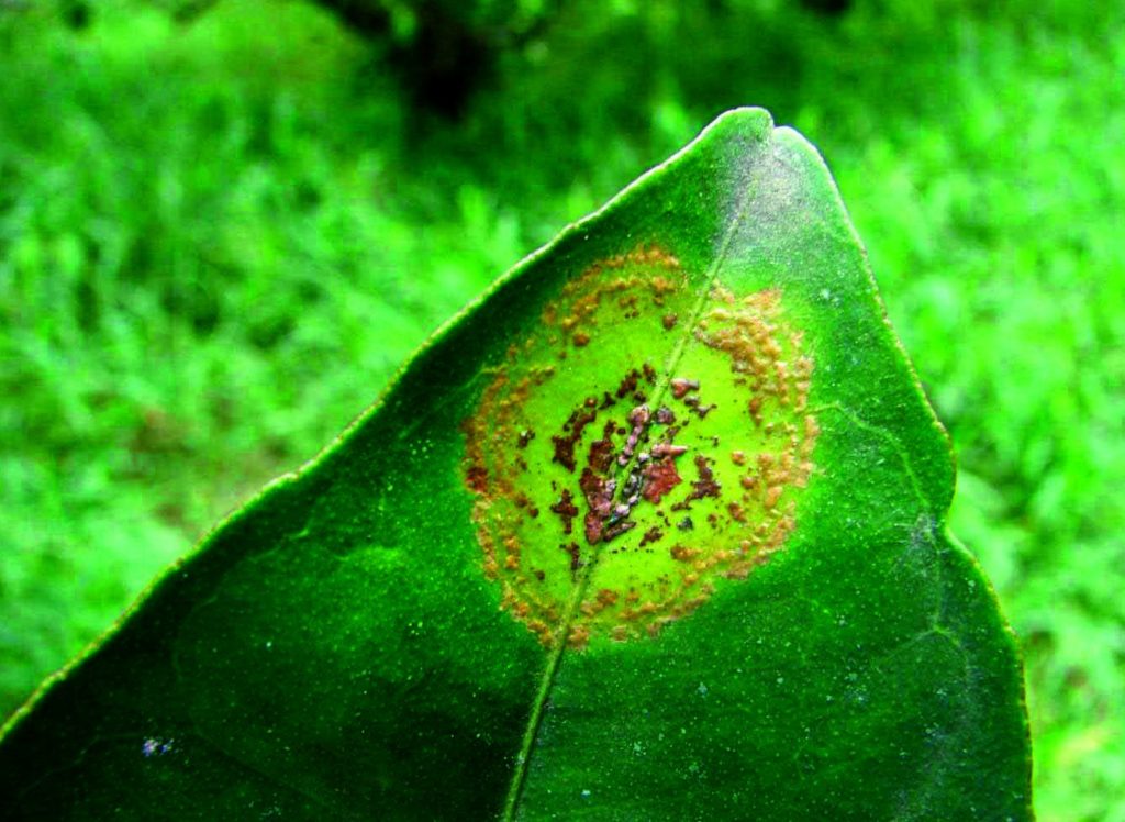 Citrus Leprosis