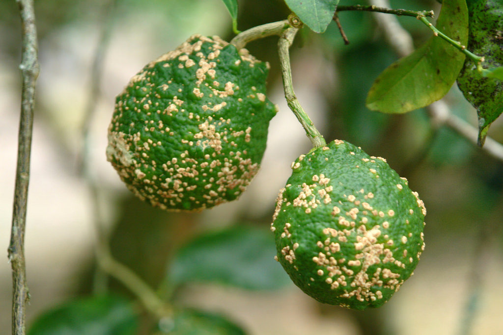Citrus Scab Fruit