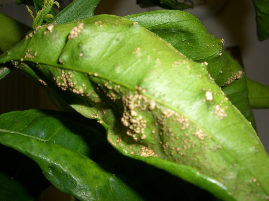 Citrus Scab Leaf
