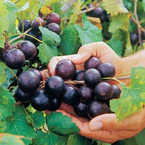 Delicious Muscadine Grape Vine
