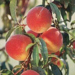 Elberta Peach Tree