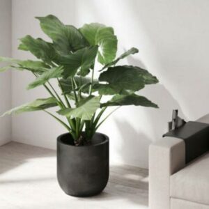 Esculenta Elephant Ear Plant