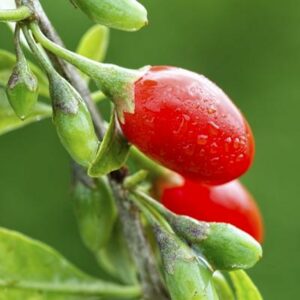 Goji Berry Plant