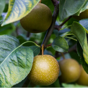 Golden Dorsett Apple Tree