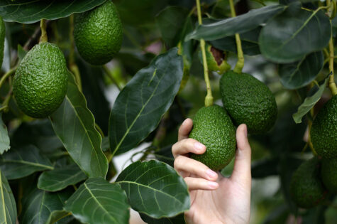 how to plant and grow avocados - yarden blog
