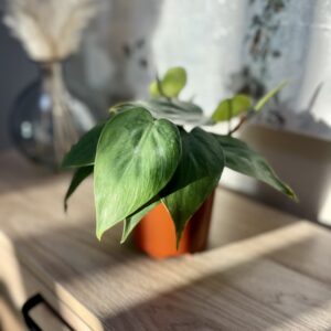 Heartleaf Philodendron