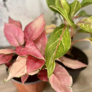 Aglaonema Valentine