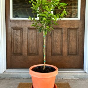 Summerfield Navel Orange Tree