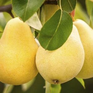 Kieffer Pear Tree