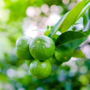 Key-Lime-Tree-06