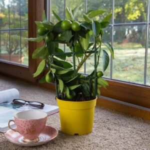 Limequat Tree