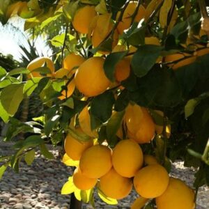 Lisbon Lemon Tree