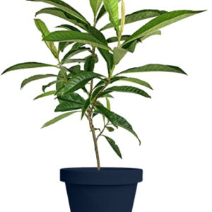 Loquat (Japanese Plum) Tree