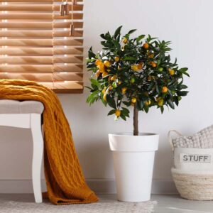 Meiwa Sweet Kumquat Tree