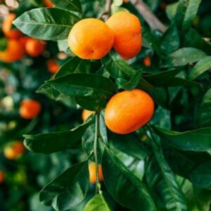 Nules Clementine Tree