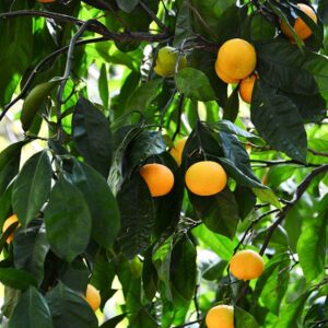 Orlando Tangelo Tree