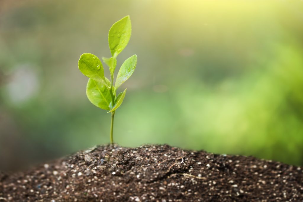 Growing Citrus - Citrus.com