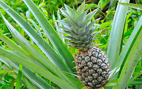 Pineapple,Tropical,Fruit,,Planting,To,Increase,Productivity,In,The,Rubber