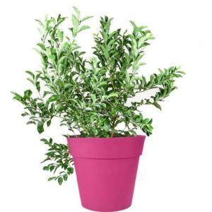 Premier Blueberry Bush