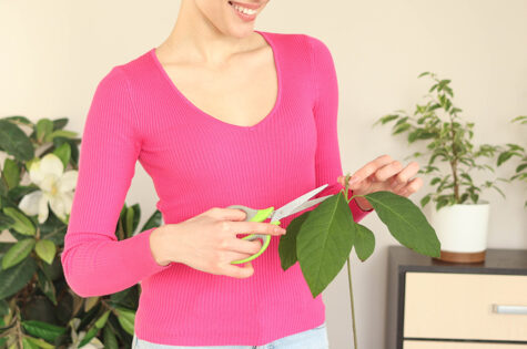 pruning avocado trees - yarden blog