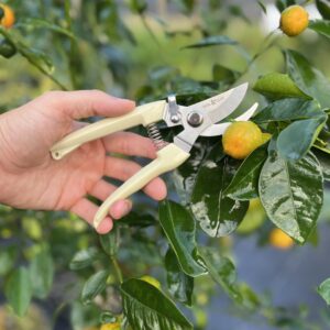 Pruning Shears