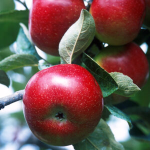 Dwarf Red Delicious Apple Tree