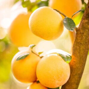 Rio Red Grapefruit Tree