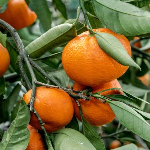 sunburst tangerine tree on sale on yarden