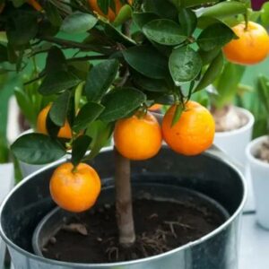 Washington Navel Orange Tree